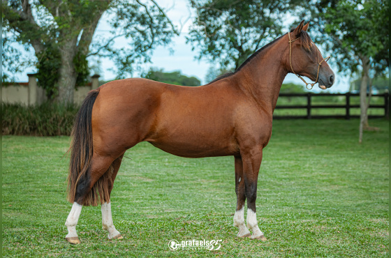 SANCION DE SANTO ANICETO