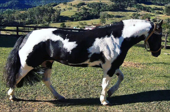 Lusco Fusco da Mutá