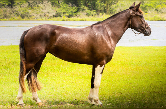 QUERENCIA DA ESTANCIA CAVERA
