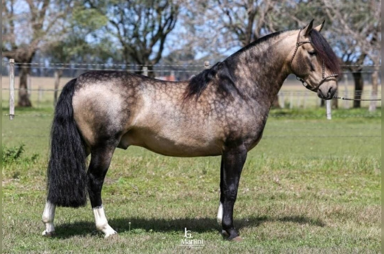 CHARQUE ALMIRANTE
