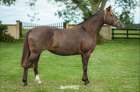 IMACULADA DA ASKATASUNA