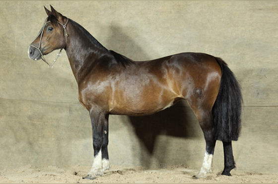 SACRAPALMA BAILARINA