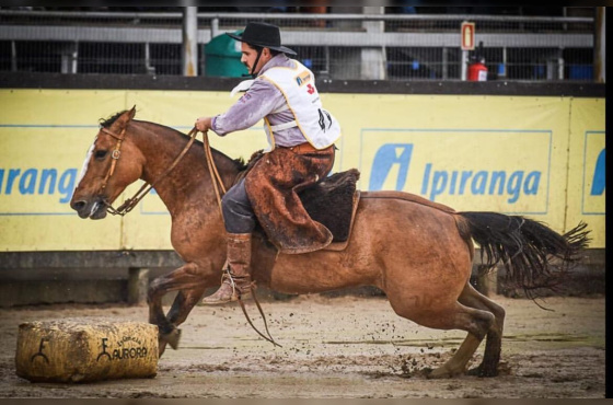 GUINDA DO VEIO D'ÁGUA - VENDA DE EMBRIÃO
