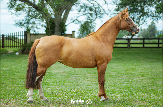 OUSADIA DE SANTO ANICETO-TE