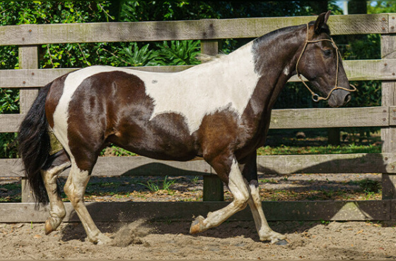 MITO DA FAZENDINHA DA LI