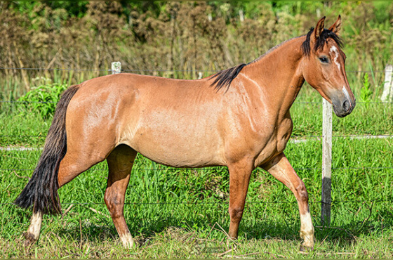 IMPERATRIZ DO RECADO