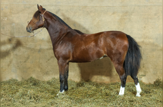 MONTE PAMPERO MARICOTA