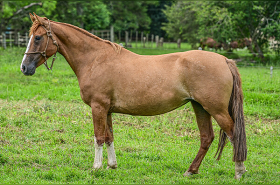 ESPERANÇA DO RECADO 