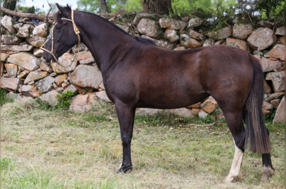 URUGUAIA DO VEIO D'ÁGUA