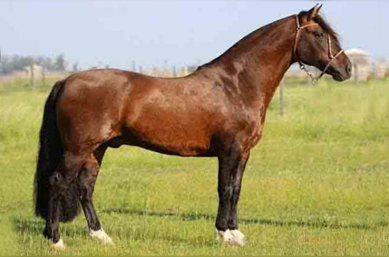 Golilla Patron