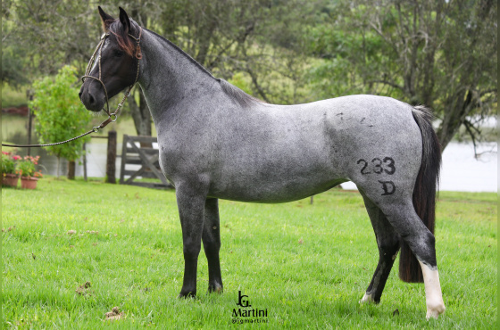 XUCRA DA SÃO JOÃO DO BURITY