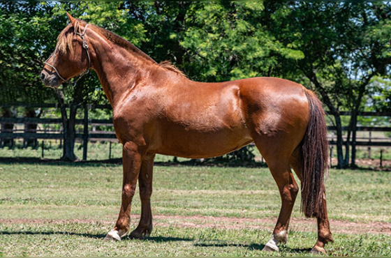 BT DOLCE VITA DO JUNCO