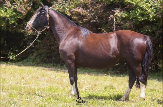 MALA GATA DO CAÇADOR 