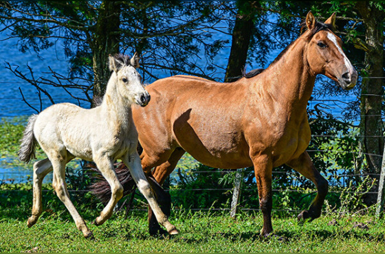 SINHAZINHA DA BOA VISTA 