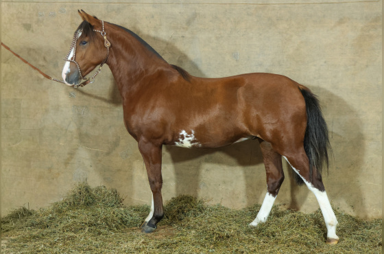 MONTE PAMPERO MIRADOR