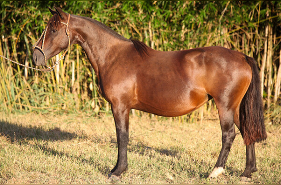 HAYA DE SANTA ANGELICA 