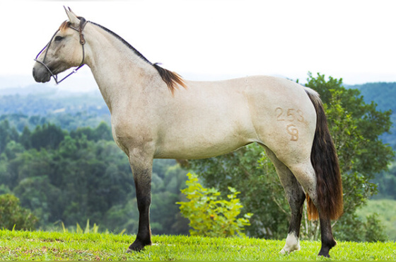 PEPITA DA MACEDÔNIA