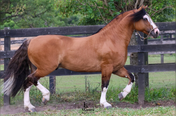 NIAZZI UNIVERSO - Cota de 5%