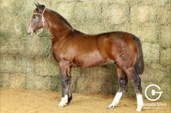 RE VINTAGE-TE (VENDA VERTICAL)