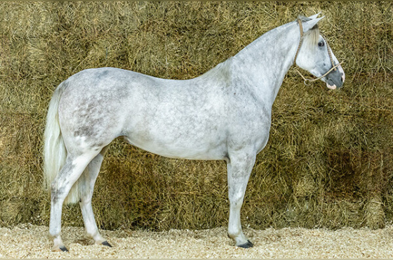 HISTÓRIA DA FIGUEIRA