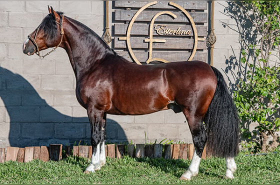 BASCO JOHNNIE WALKER - COBERTURAS