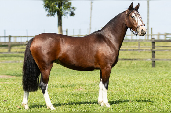 JAGUATIRICA DE SANTA LARISSA 