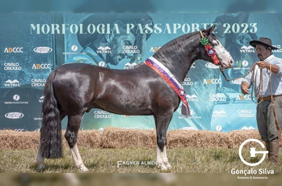 QUE BUENO DO RIBEIRÃO BONITO