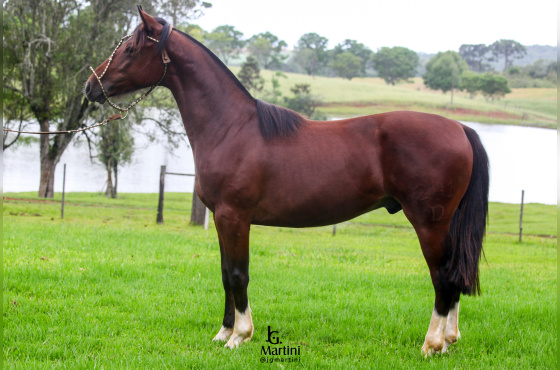 ZEUS DA SÃO JOÃO DO BURITY