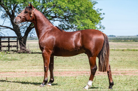 TALENTO LA COMPOSTELLA