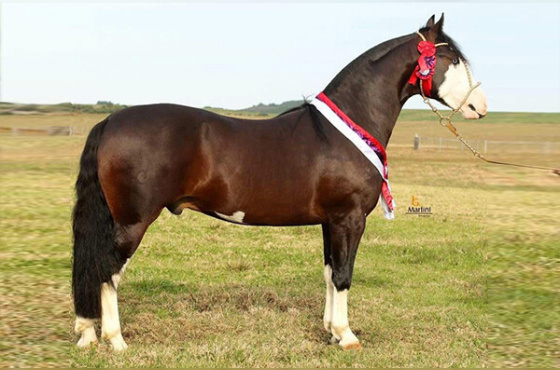 COTA DE 0,555% XEQUE MATE DA BOA VISTA 