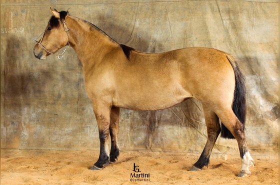 VENTANIA DA DON FERRANTE 