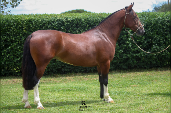 SINAL DA CRUZ URSULA