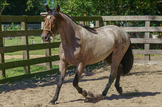 ESMERALDA DA FAZENDINHA DA LI