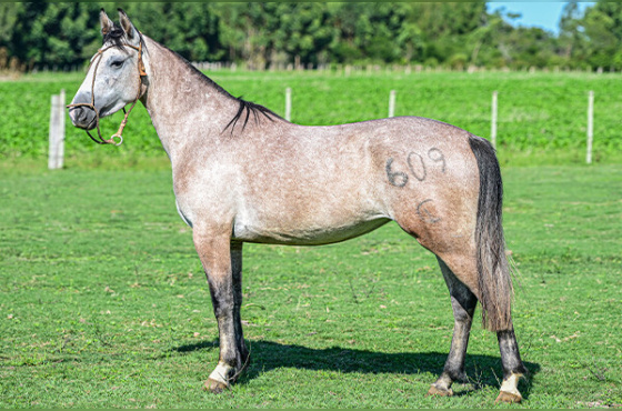 DOLCE E GABBANA DO PASSO DA LAGE