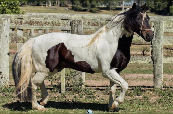 DIREITO DE USO 5 COBERTURAS ALGO TENGO DO PURUNÃ