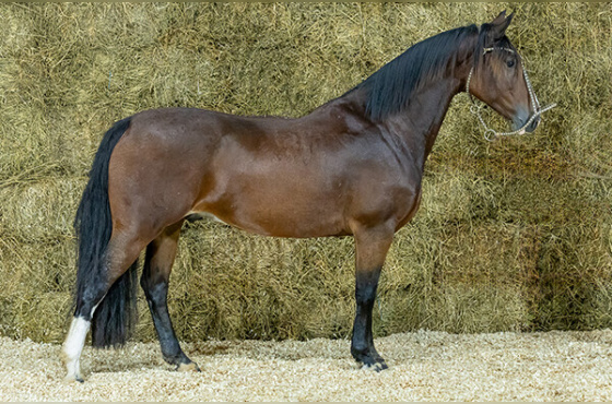 TAMBO DA RECONQUISTA