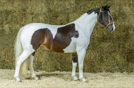 RABISCADA DA MANCHESTER