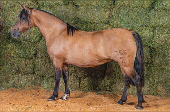 ESTRELA CADENTE DA MACENA