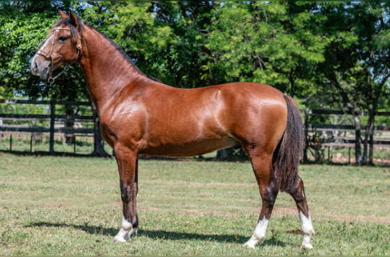 TRUCO LA COMPOSTELLA