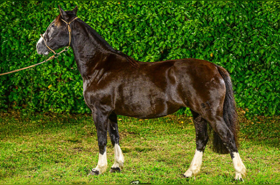 VENDA VERTICAL ÚNICA AP DO CAMBOIM OU ORIGEM DO CAMBOIM - TE