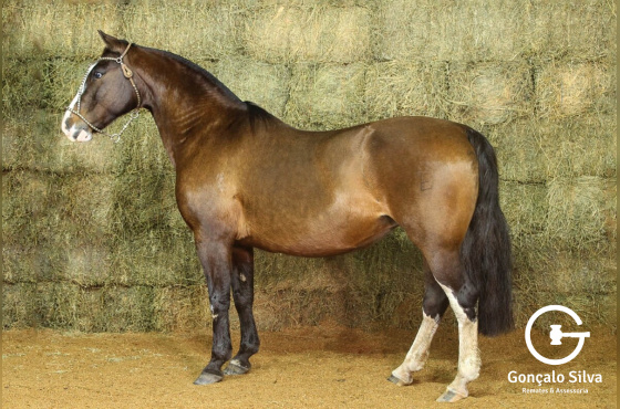 JUARA DO PASSO FUNDO