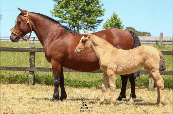  LAS CALLANAS OÑA CHICA