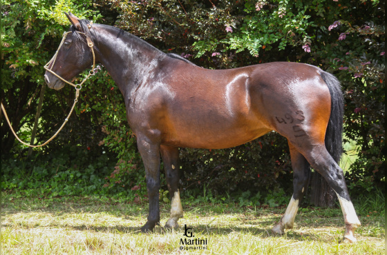 RESUELTA DO CAÇADOR