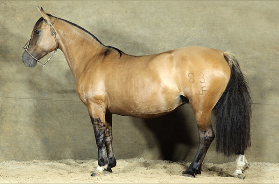 UMA FESTA DA BOA VISTA 