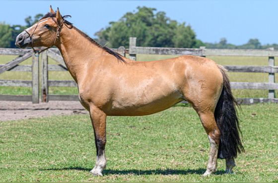 VIZINHA DO PASSO FUNDO