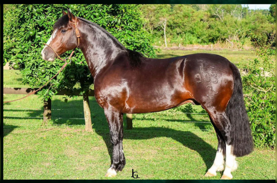 PILERO LUJOSO