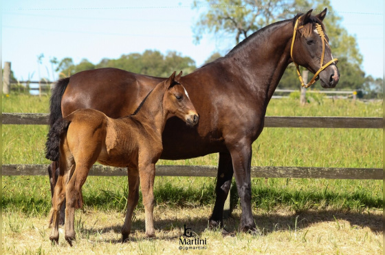  LAS CALLANAS MERMELADA