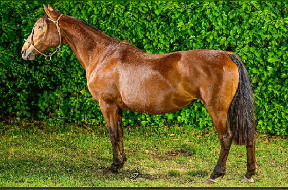 SANTA FÉ G DO CAMBOIM