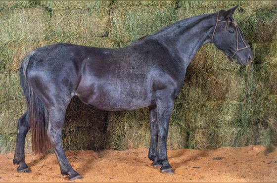 VANERA DO ANDRADE ( VENDA VERTICAL )