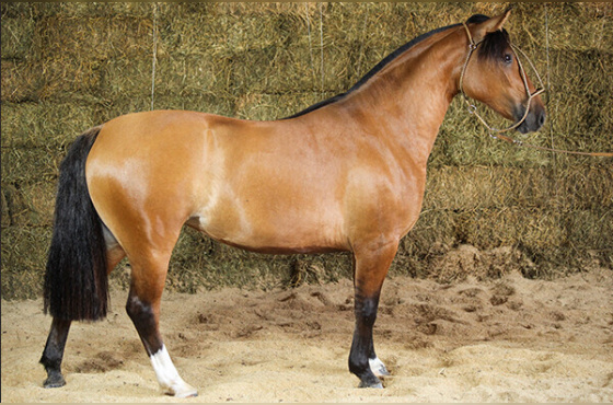 ÚNICA DO TABOÃO - TE 